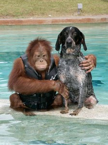 <strong>Ein 3 Jahre alter Orang-Utan war nach dem Verlust seiner Eltern so deprimiert, dass er nicht essen wollte und auf keine medizinische Behandlung ansprach. Die Tierärzte dachten schon, er wird sterben. Ein Tierpfleger fand einen alten kranken Hund und nahm ihn mit in die Auffangstation. Der Hund und der Orang-Utan waren dort zur gleichen Zeit in Behandlung. Zwei verlorene Seelen haben sich so getroffen und sind seitdem unzertrennlich.   </p>
<p>Roscoe, der Orang-Utan fand einen neuen Grund zu leben, er hatte in seinem neuen Freund einen treuen Lebensbegleiter gefunden. Sie verbringen 24 Stunden am Tag zusammen. Sie leben in Nordkalifornien, Baden ist ihre Lieblingsbeschäftigung, und das obwohl Roscoe ein wenig Angst vor dem Wasser hat und von seinen Freund Jimmy etwas Hilfe beim Schwimmen braucht.</p>
]]></content:encoded>
					
					<wfw:commentRss>http://meinfreund.co/roscoe-und-jimmy-2/feed</wfw:commentRss>
			<slash:comments>0</slash:comments>
		
		
			</item>
		<item>
		<title>Beli, der Albino Orang Utan</title>
		<link>http://meinfreund.co/beli-der-albino-orang-utan-5</link>
					<comments>http://meinfreund.co/beli-der-albino-orang-utan-5#respond</comments>
		
		<dc:creator><![CDATA[nina]]></dc:creator>
		<pubDate>Sun, 02 Aug 2015 11:06:23 +0000</pubDate>
				<category><![CDATA[Uncategorized]]></category>
		<guid isPermaLink=
